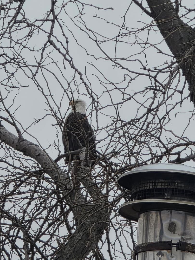 Eagle in flight